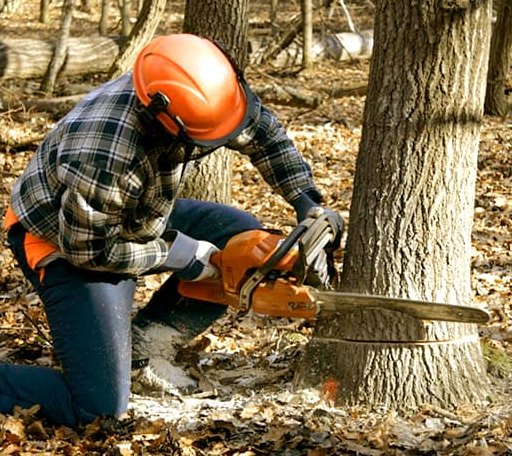 Tree Removal in Saint Elmo, IL